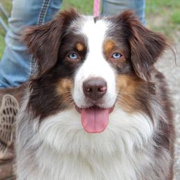 Barkiller  - Miniature Australian Shepherd