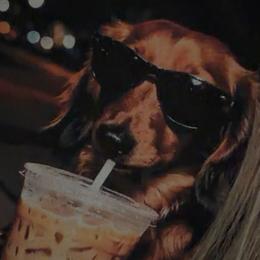 Dachshunds from Libby’s Doxies