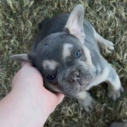 Belle - Blue female French Bulldog puppy in Tuttle, Oklahoma from Fun & Frenchie Free, LLC