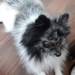 Sammy - Pomeranian