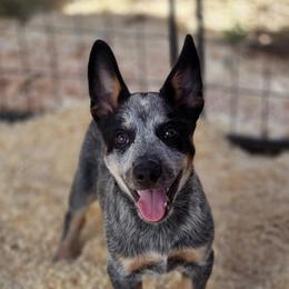 Australian Cattle Dog and Border Collie Puppies from 3R Ranch / Australian cattle dogs