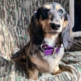 Tipsy-Tacoma - Dachshund