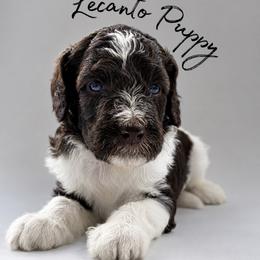 Andarna - Parti female Poodle puppy in Lecanto, Florida from Lecanto Puppy