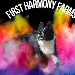 Claudia - Black female Border Collie puppy in Tiskilwa, Illinois from First Harmony Farms