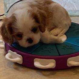 Cavalier King Charles Spaniel Puppies from Mandaryn Cavaliers