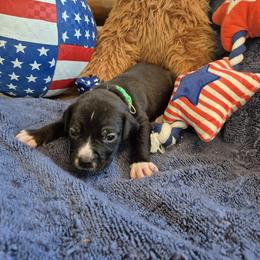 Boy 5 - Black male American Staffordshire Terrier puppy in Manton, Michigan from Freedom Amstaffs Legacies