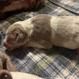 Ginger - Chocolate and white female Great Dane puppy in Marlow, New Hampshire from Fox Hill Danes