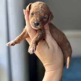 Sunny - Red  female Goldendoodle puppy in Gastonia, North Carolina from Crowders Creek Doodles