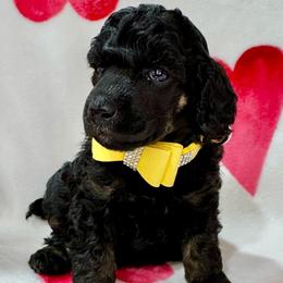 Yellow - Phantom female Poodle puppy in Simms, Texas from Donna’s Aussies & Pink Heart Poodles