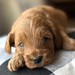 Cameron - Red male Cavapoo puppy in Pleasant Hill, Iowa from Harvest Creek