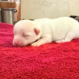 Olaf - White male Chihuahua puppy in Seneca, Missouri from Stephanie’s Puppy Colony