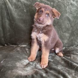 Trouble - Liver female German Shepherd puppy in New Cambria, Missouri from Des Hausraben Shepherds