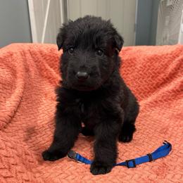 Rio - Black male German Shepherd puppy in Pennock, Minnesota from Shakopee Creek German Shepherds