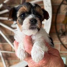 Girl 1 - Parti female Yorkshire Terrier puppy in Basile, Louisiana from The Lazy 3 Ranch