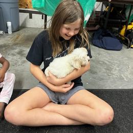 Coton de Tulear and Poodle Puppies from Legacy Pets