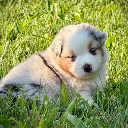 Maria - Blue merle female Miniature American Shepherd puppy in Clinton, Missouri from Mockingbirds American Minis