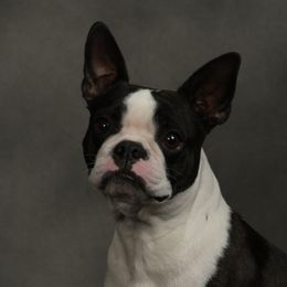 Lola - Boston Terrier