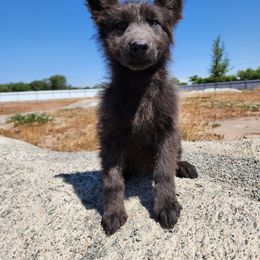 Bailey - Blue female German Shepherd puppy in Los Lunas, New Mexico from Mali's German Shepherds