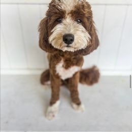 Tucker - Goldendoodle