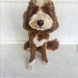 Tucker - Goldendoodle