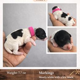 Marisette - Parti female Poodle puppy in Corona, California from Garden Of Poodles