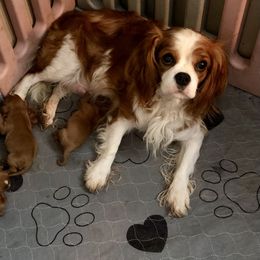 Chloe - Cavalier King Charles Spaniel