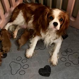 Chloe - Cavalier King Charles Spaniel
