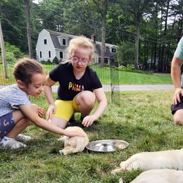Labrador Retriever Puppies from Gabriel Ben-Yosef