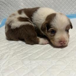 Boy 2 - Red merle male Miniature Australian Shepherd puppy in Olean, New York from Windy River Mini Aussie