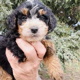 Sage - Tri-color male Bernedoodle puppy in Saint Francis, Kansas from Land of Oz Doodles