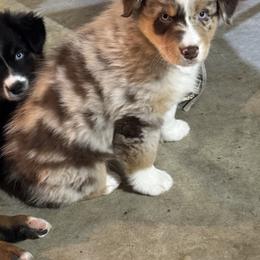 Mars - Red merle male Australian Shepherd puppy in California, Kentucky from R and B Aussies