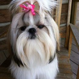 Shih Tzu All Grown Up from Tennessee's Treasured Shih Tzus