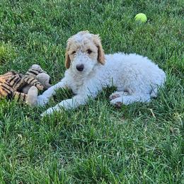 Boy 5 - Apricot male Poodle puppy in Detroit, Michigan from Pretty Spoiled Spoos llc