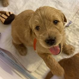 RUBY - Red  female Goldendoodle puppy in Porter Ranch, California from Jasperdoodle.com