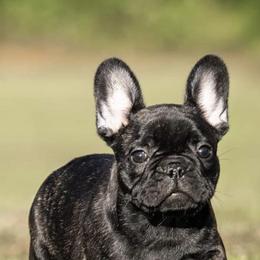 French Bulldogs from Mayfair French Bulldogs