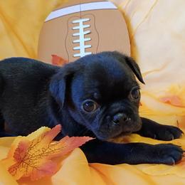 Boy 1 - Black male Pug puppy in Blountsville, Alabama from Rock Springs Pugs