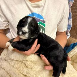 Bear - Tri-color male Bernedoodle puppy in Ferguson, North Carolina from Elevated Standards NC