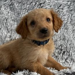 Teddy - Apricot male Goldendoodle puppy in Ambrose, Georgia from Brandilyn's Aussies