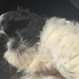 Shihpoos from Dws_kennelservices