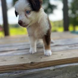 Stripes - Red tri female Miniature Australian Shepherd puppy in Doddridge, Arkansas from Huddleston Farm