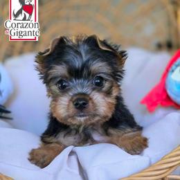 Bingo - Black and tan female Yorkshire Terrier puppy in California from Corazon de gigante