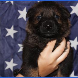 German Shepherd Puppies from Black Beauty Shepherds