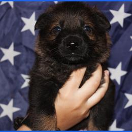 German Shepherd Puppies from Black Beauty Shepherds