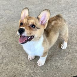 Sable girl 2 - Sable and white female American Corgi puppy in Clinton, Tennessee from High Hopes Hounds