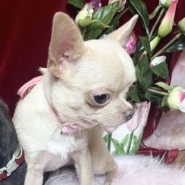 Honey - Chihuahua
