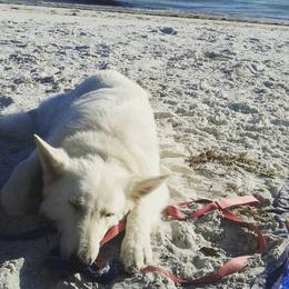 Berger Blanc Suisse and German Shepherd Puppies from Vom Hundhaus German Shepherds