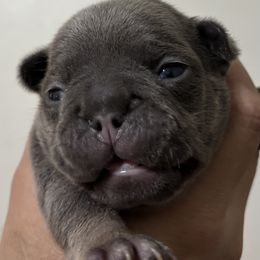 Frenchy - Blue female French Bulldog puppy in Greenville, Texas from Lisa's French Bulldogs