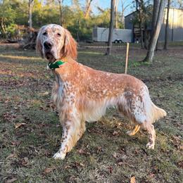 Jameson - English Setter