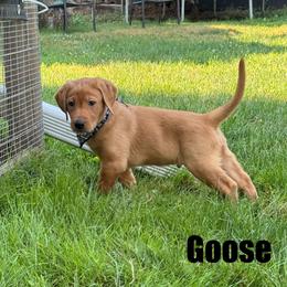 Goose - Yellow male Labrador Retriever puppy in Tigard, Oregon from Morrison Labrador Retreivers