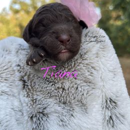 Goldendoodle Puppies from O’Doodle Clan Goldendoodles